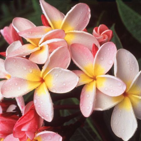 hawalian plumeria